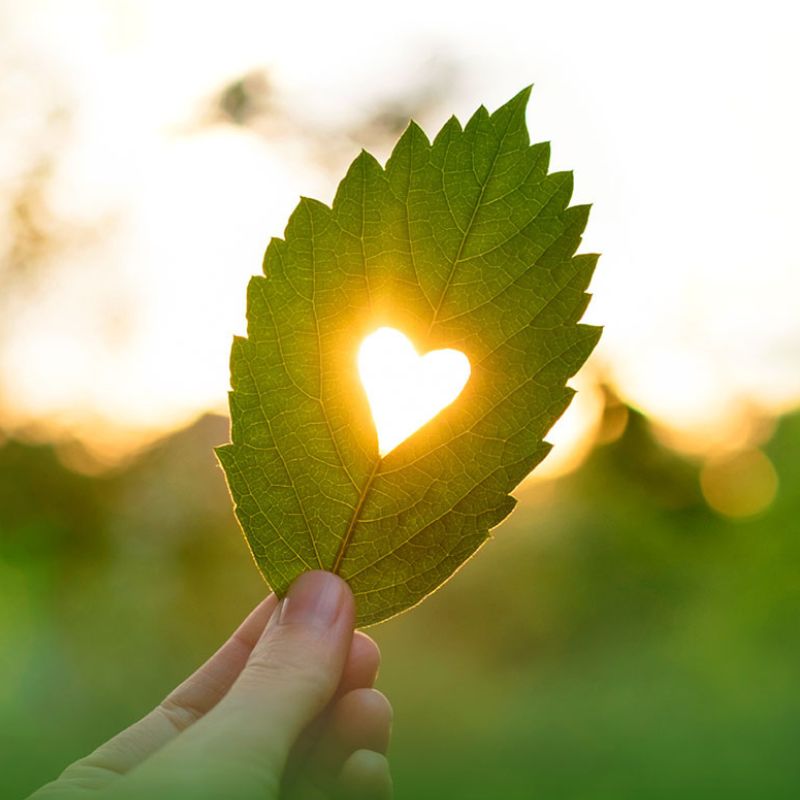 immagine foglia con cuore intagliato