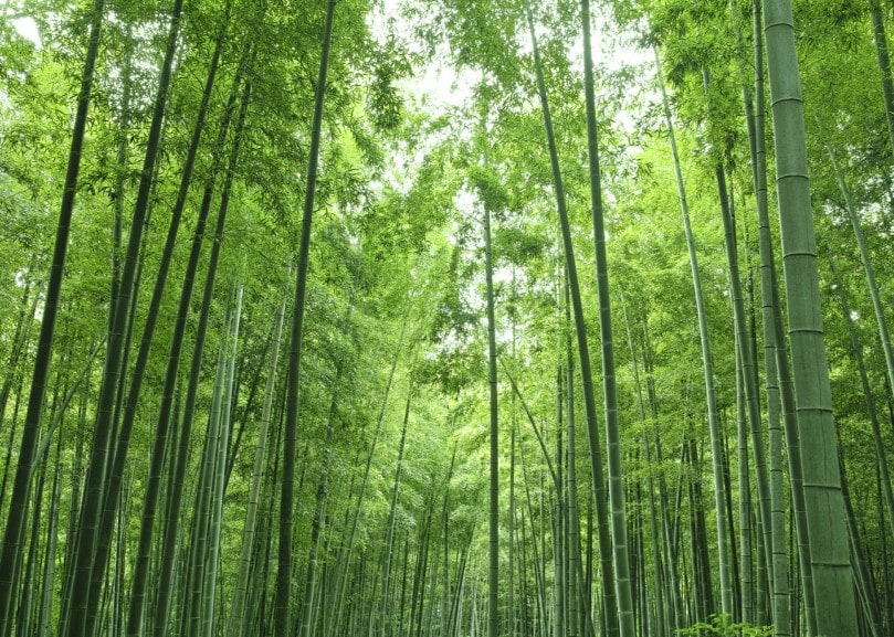 piantaggione forest di bamboo crediti carbonio union energia